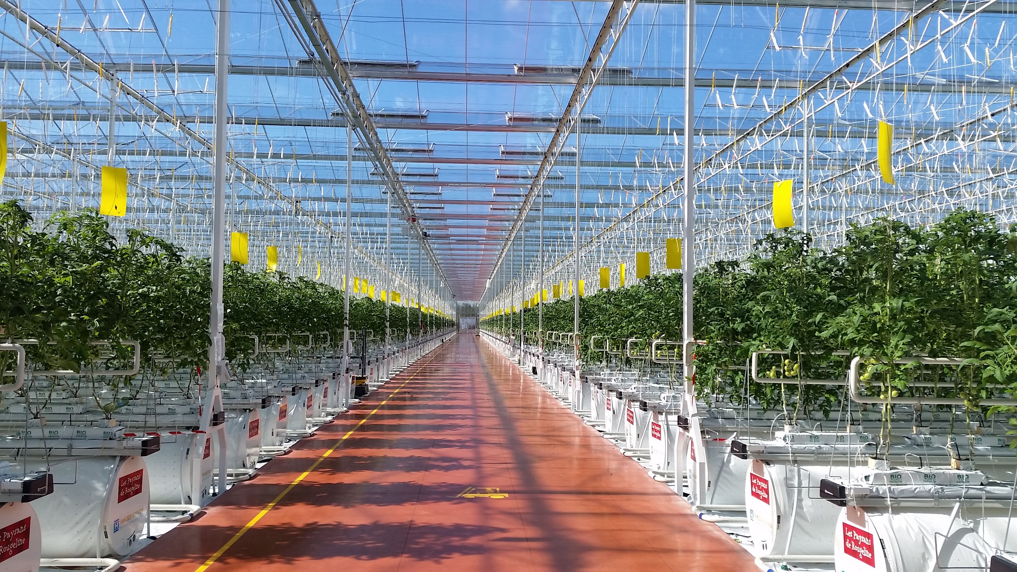 Bright tomato growing facility with advanced hydroponic systems