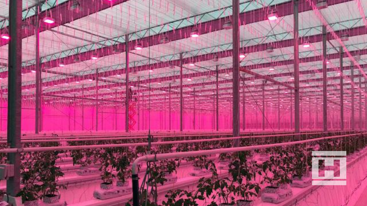 Advanced LED grow lighting system for year-round tomato production