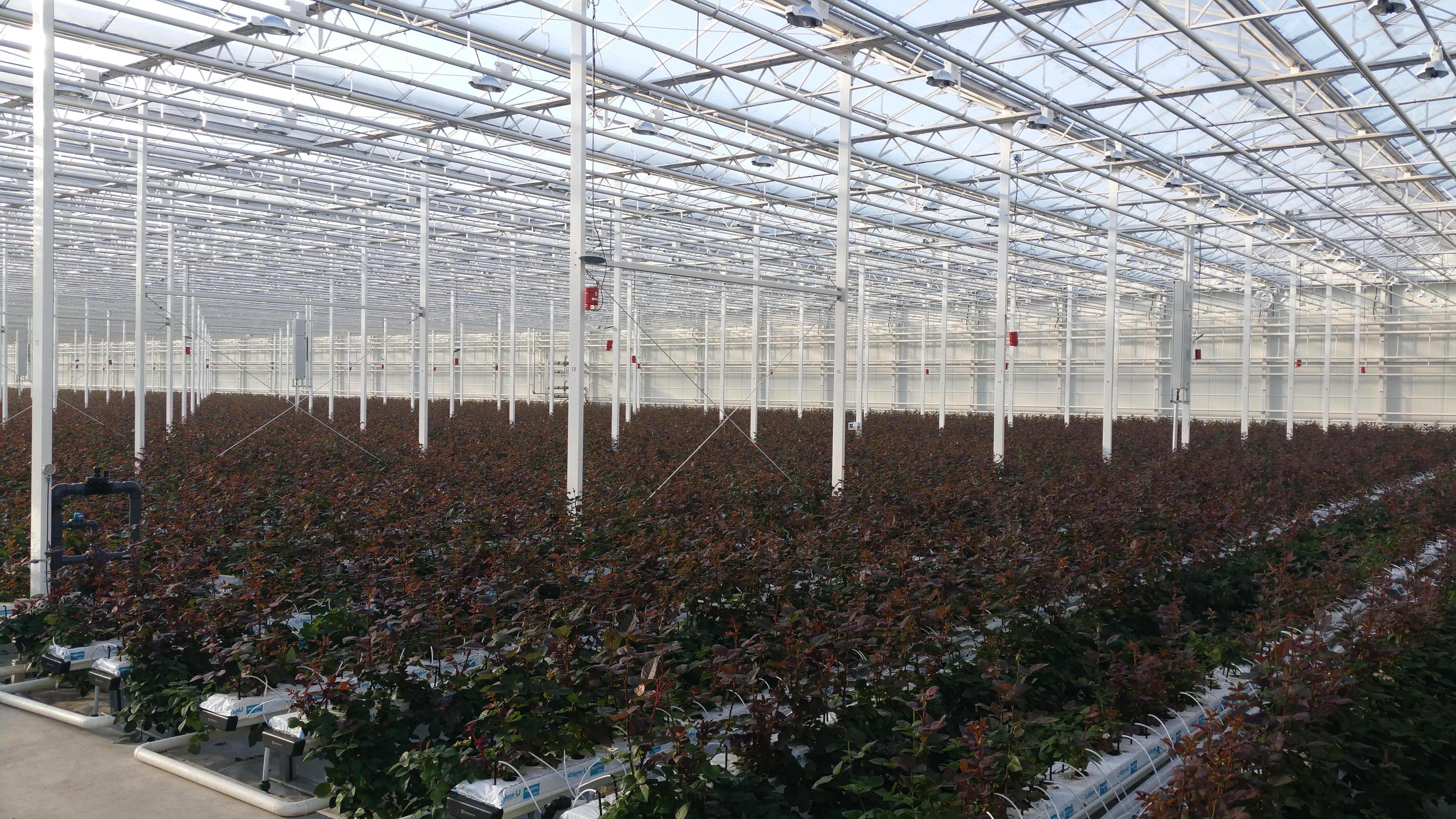 Panoramic view of large-scale rose greenhouse production